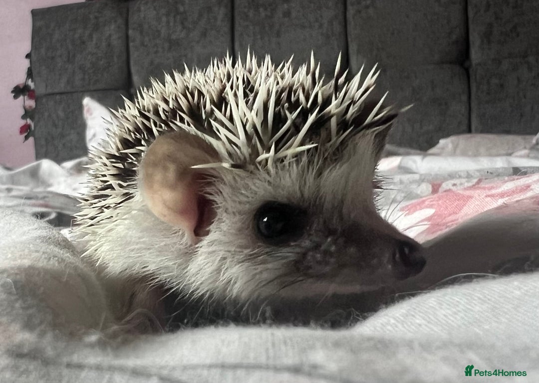 Pygmy Hedgehog rodents for sale: African Pygmy hedgehogs hoglets  - Advert 12