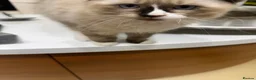 Ragdoll cats for sale: Super rare cute cuddly confident ragdoll kittens in Bexhill-on-Sea - Advert 11