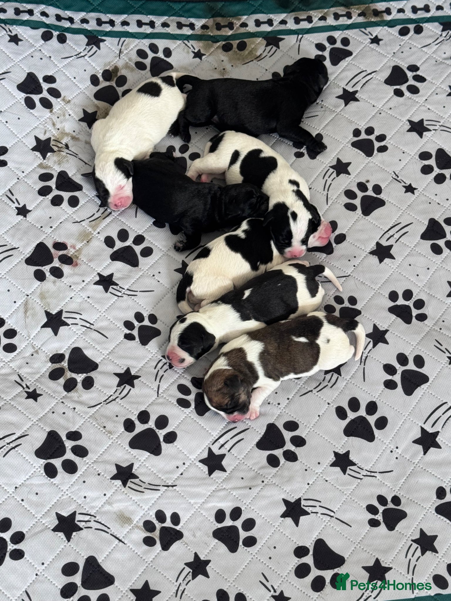 Mixed Breed dogs Beautiful Home Raised Hybrid Puppies 🐶 - Advert 2