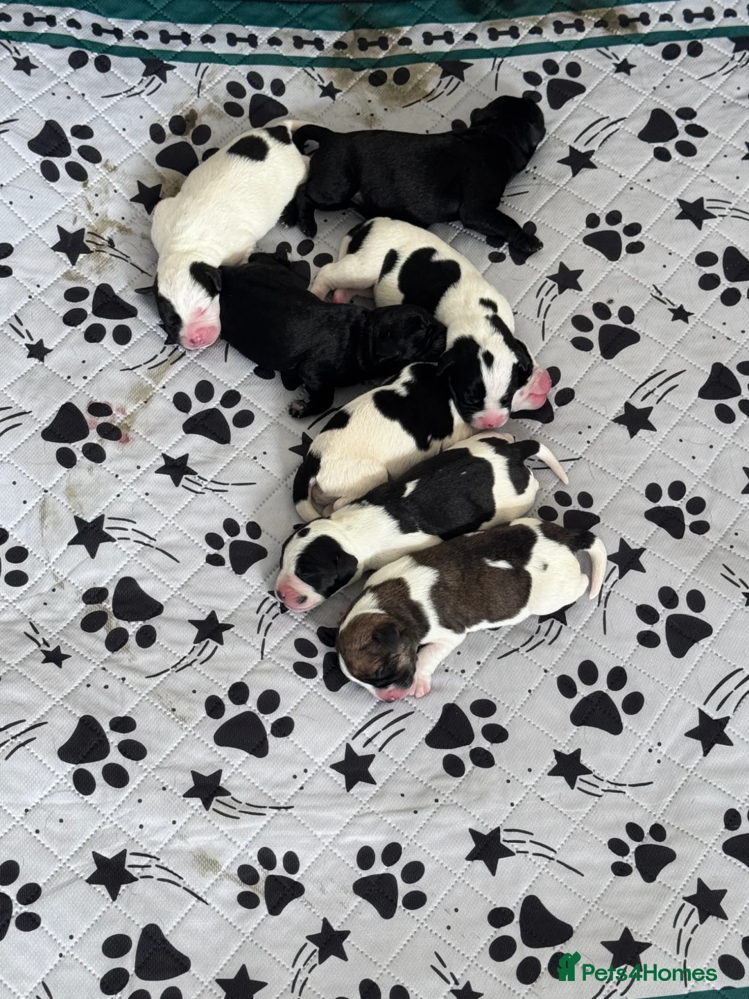 Mixed Breed dogs for sale: Staffador X Whippet Lurcher Puppies 🐶 - Advert 2