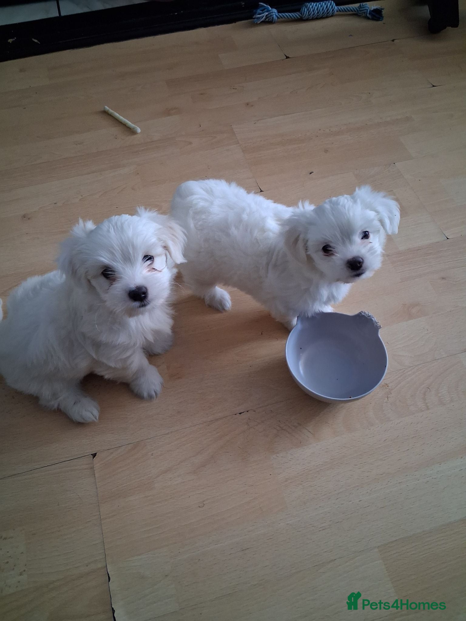 Bichon Frise dogs 2 Puppy Bichon Frise - Advert 1