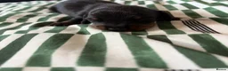Miniature Dachshund dogs for sale: Miniature Dachshund for sale! - Advert 8