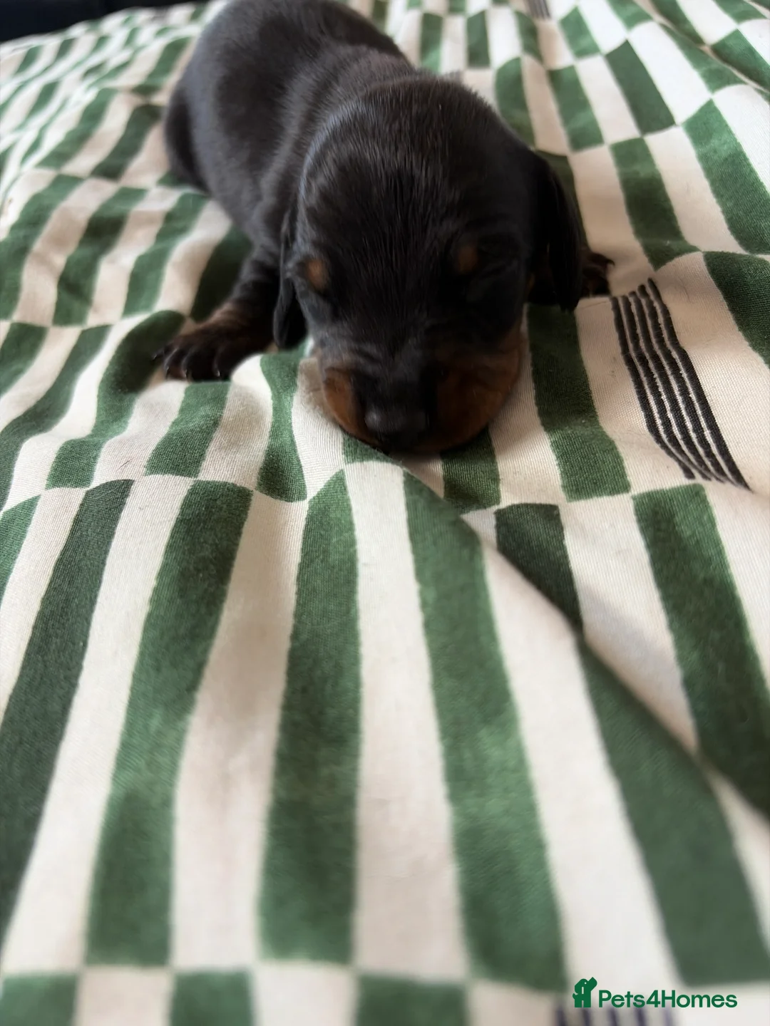 Miniature Dachshund dogs for sale: Miniature Dachshund for sale! - Advert 8