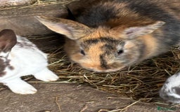 Rex rabbits for sale: Velvet and long hair rex rabbits handled often in Fareham - Image 1