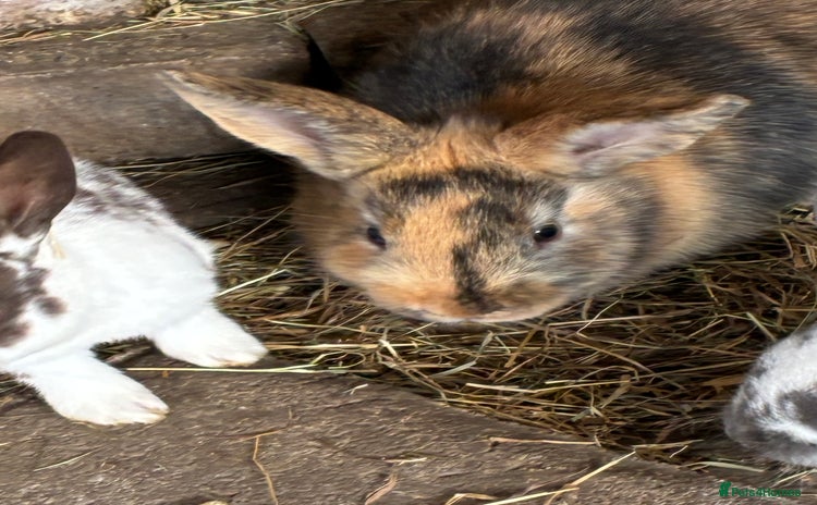 Rex rabbits in Fareham - Advert 1