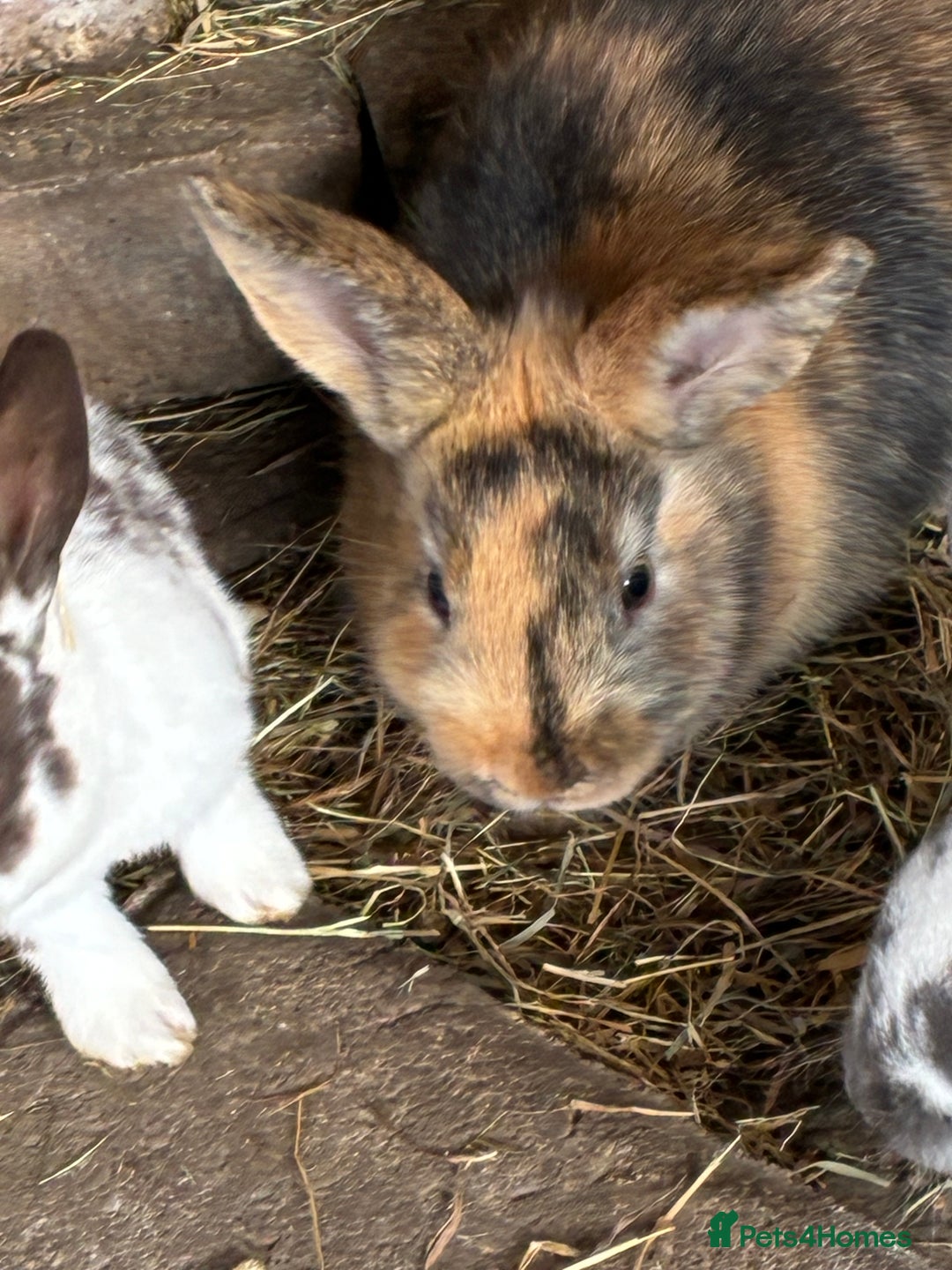 Rex rabbits for sale: Velvet and long hair rex rabbits handled often in Fareham - Image 1