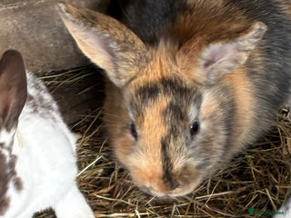Rex rabbits in Fareham - Advert 3