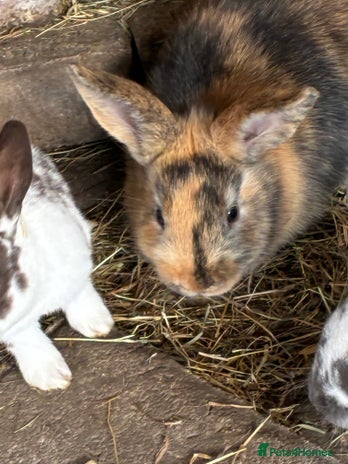 Rex rabbits in Fareham - Advert 3