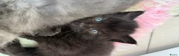 Scottish Fold cats for sale: 3 Scottish Fold Kittens 8 JUNE - Advert 16