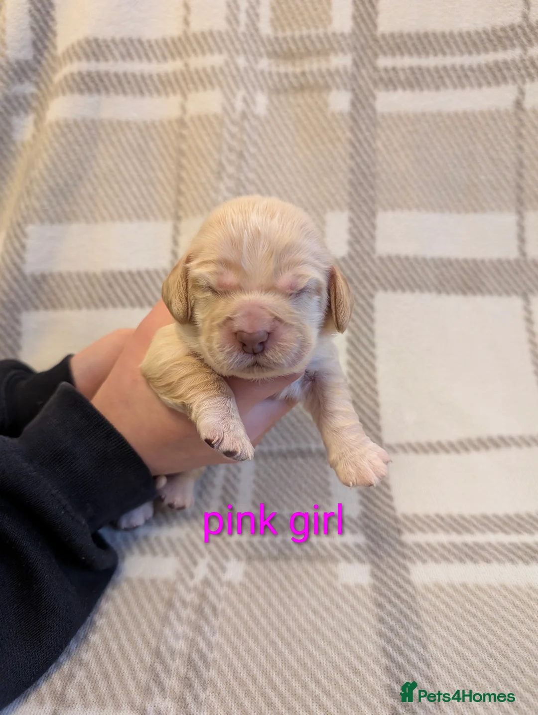 Cocker Spaniel dogs for sale: Cocker spaniel puppys! - Advert 8