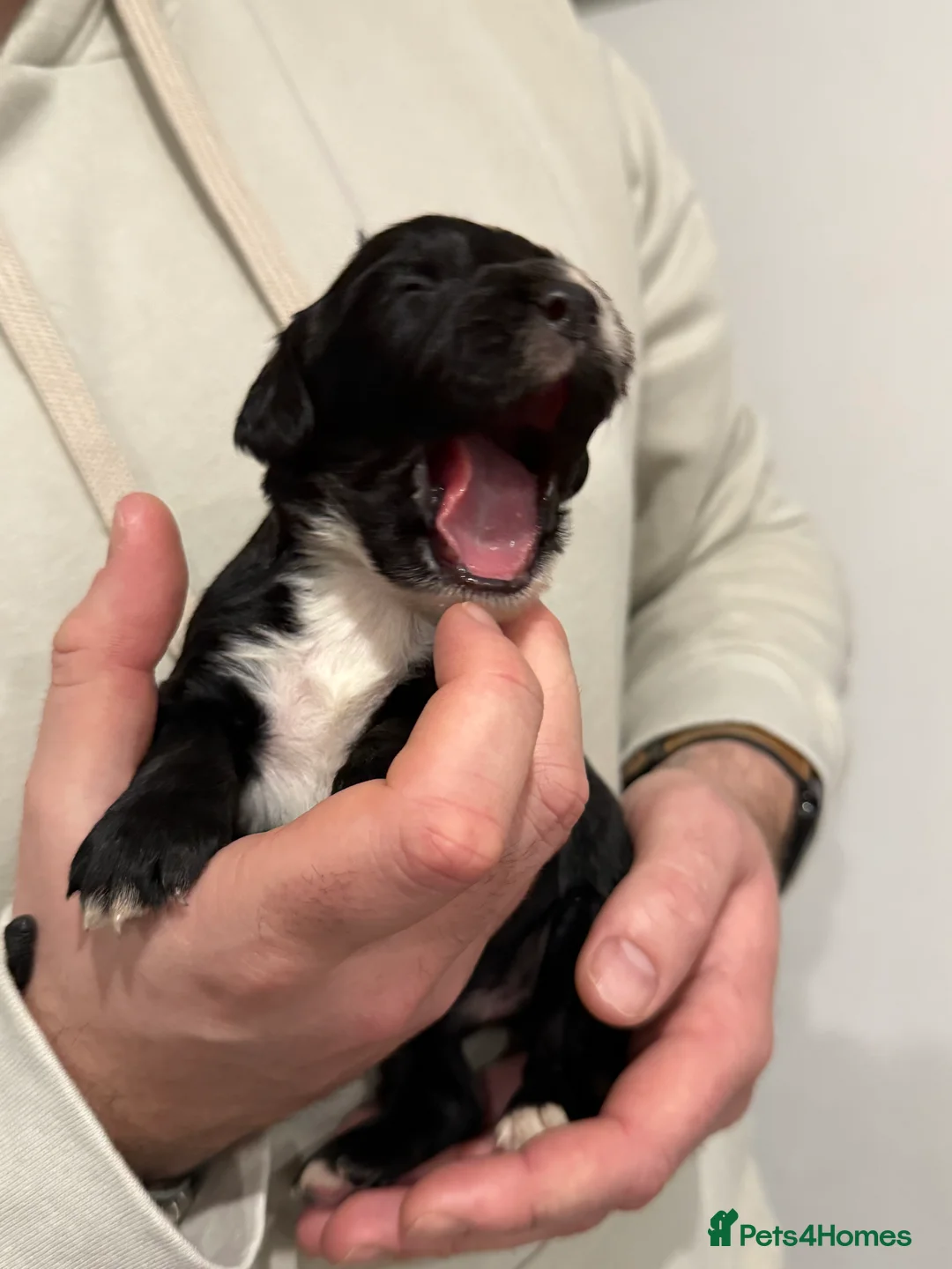 Sprocker dogs for sale: Sprocker pups looking for their forever home 🐶💕 - Advert 14