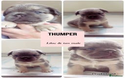 French Bulldog dogs for sale: Champion line fluffy kc French bulldog top quality - Image 2