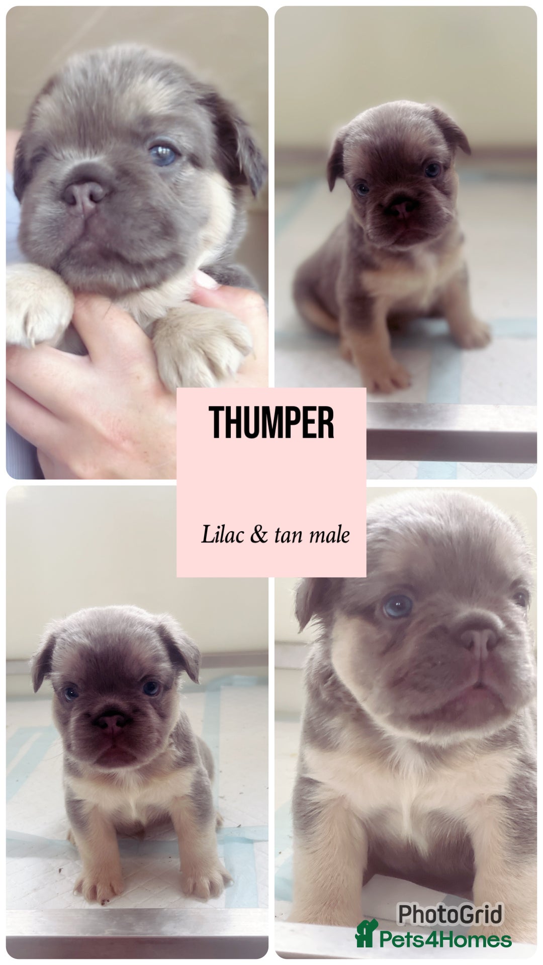 French Bulldog dogs for sale: Champion line fluffy kc French bulldog top quality - Image 2