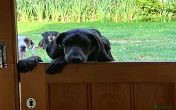 Mixed Breed dogs for adoption: Chief hound X special boy  - Image 6