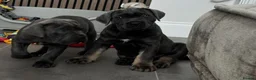 Cane Corso dogs for sale: Noble Guardians With Hearts Made for Home in Leicester - Advert 10