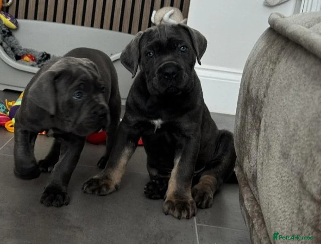 Cane Corso dogs for sale: Noble Guardians With Hearts Made for Home in Leicester - Advert 10