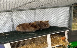 Lionhead rabbits for sale: 2 female lions head rabbits  - Image 1