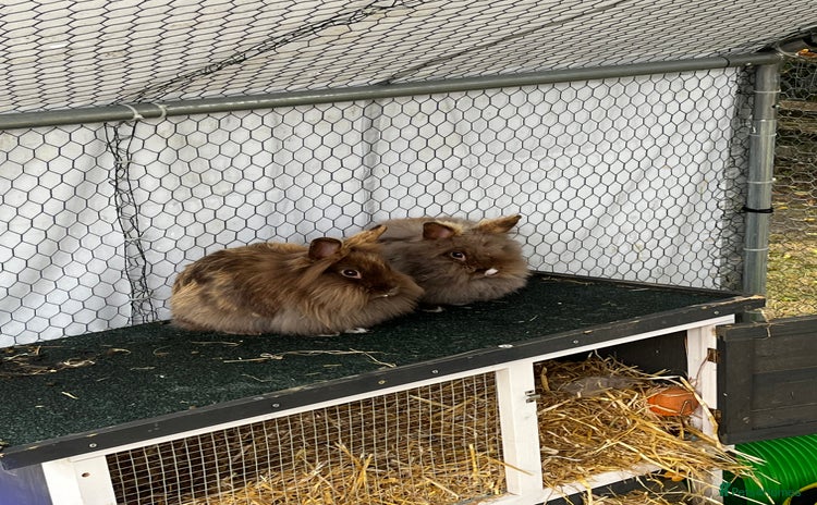 Lionhead rabbits - Advert 4