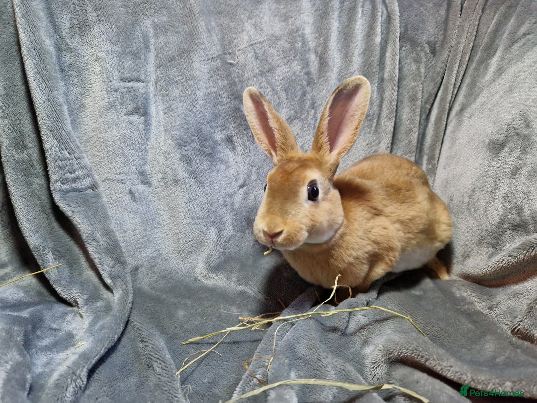 Rex rabbits for sale: Purebred Red Agouti Mini Rex Babies- 1 boy 1 girl  - Image 12