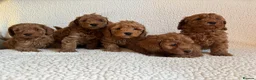 Cockapoo dogs for sale: F1b cockapoo puppies - DNA health test clear  - Advert 18