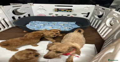 Cavapoo dogs - Advert 3