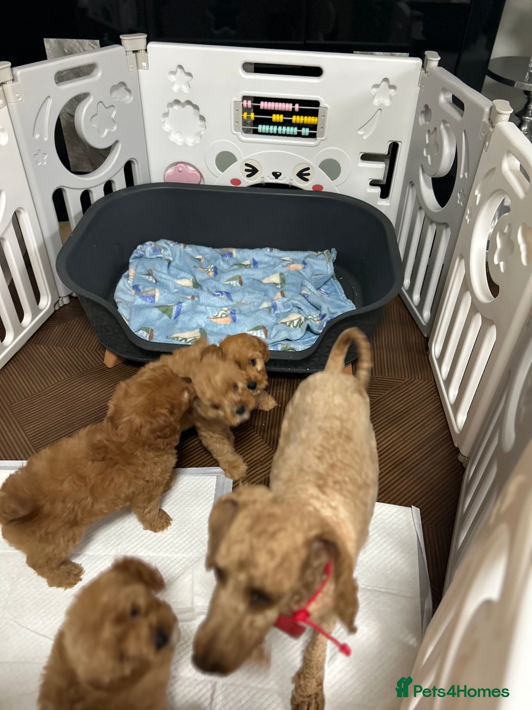 Cavapoo dogs for sale: Cavapoos  - Image 2