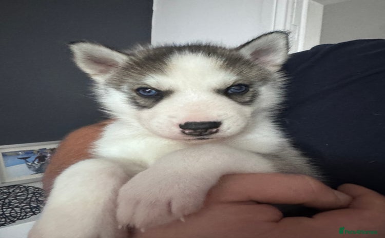 Siberian Husky dogs  Husky Puppies - Advert 8