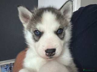 Siberian Husky dogs Husky Puppies - Advert 12
