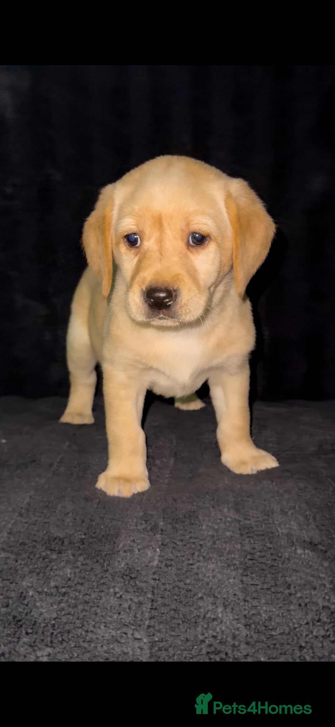 Labrador Retriever dogs for sale: ⭐️5 ADORABLE LABRADOR PUPPIES⭐️ - Advert 14
