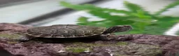 Turtle reptiles for sale: Cooter Turtle - Advert 1