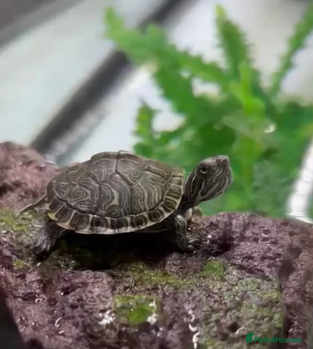 Turtle reptiles for sale: Cooter Turtle - Advert 1