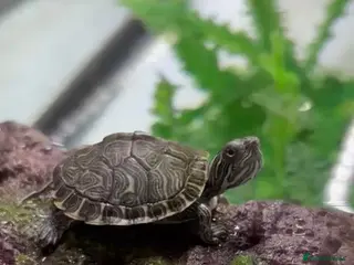 Turtle reptiles Cooter Turtle - Advert 8