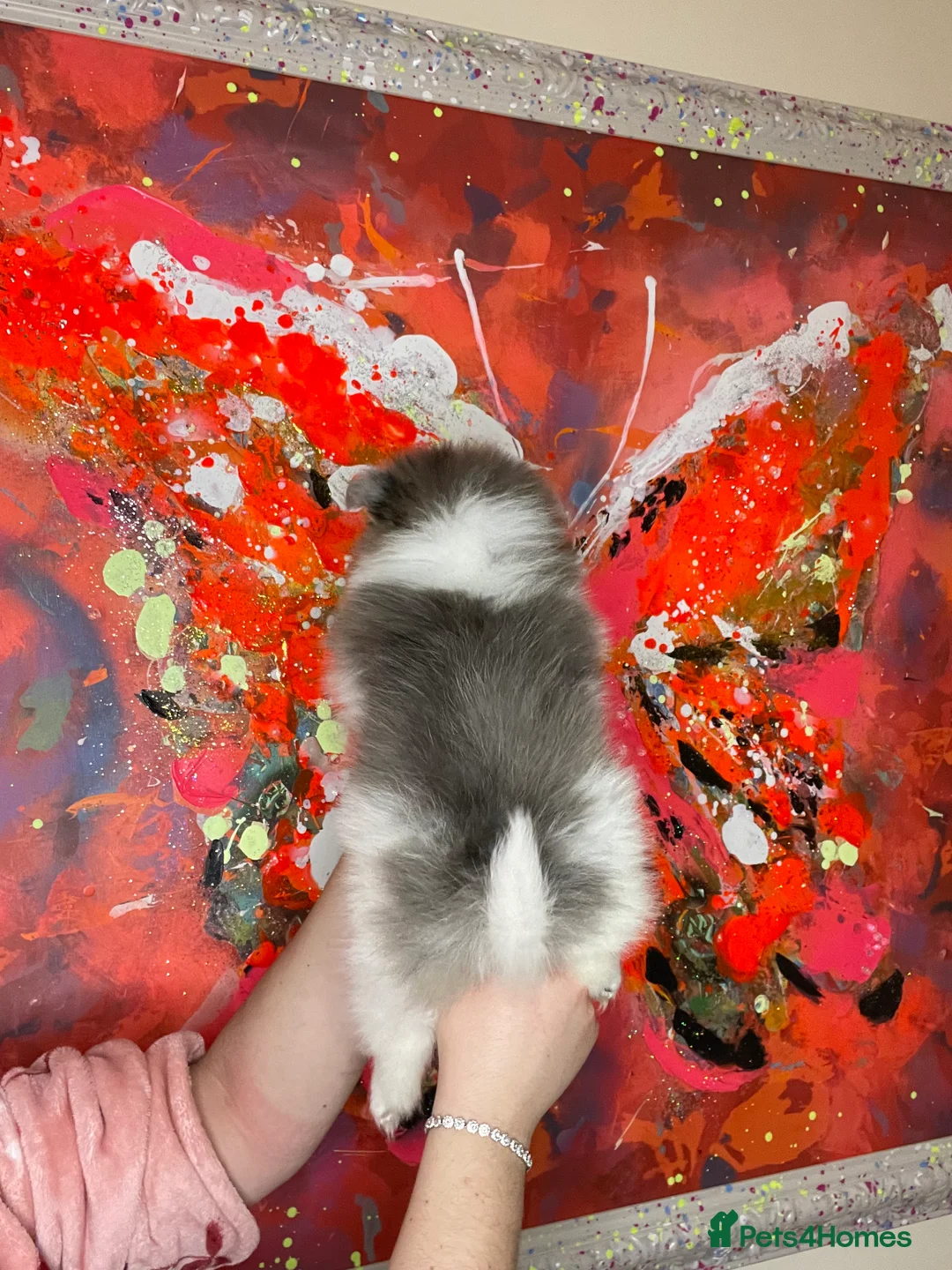 Pomeranian dogs for sale: Pomeranian puppies  - Advert 11