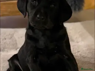 Labrador Retriever dogs One black puppy left - Advert 12