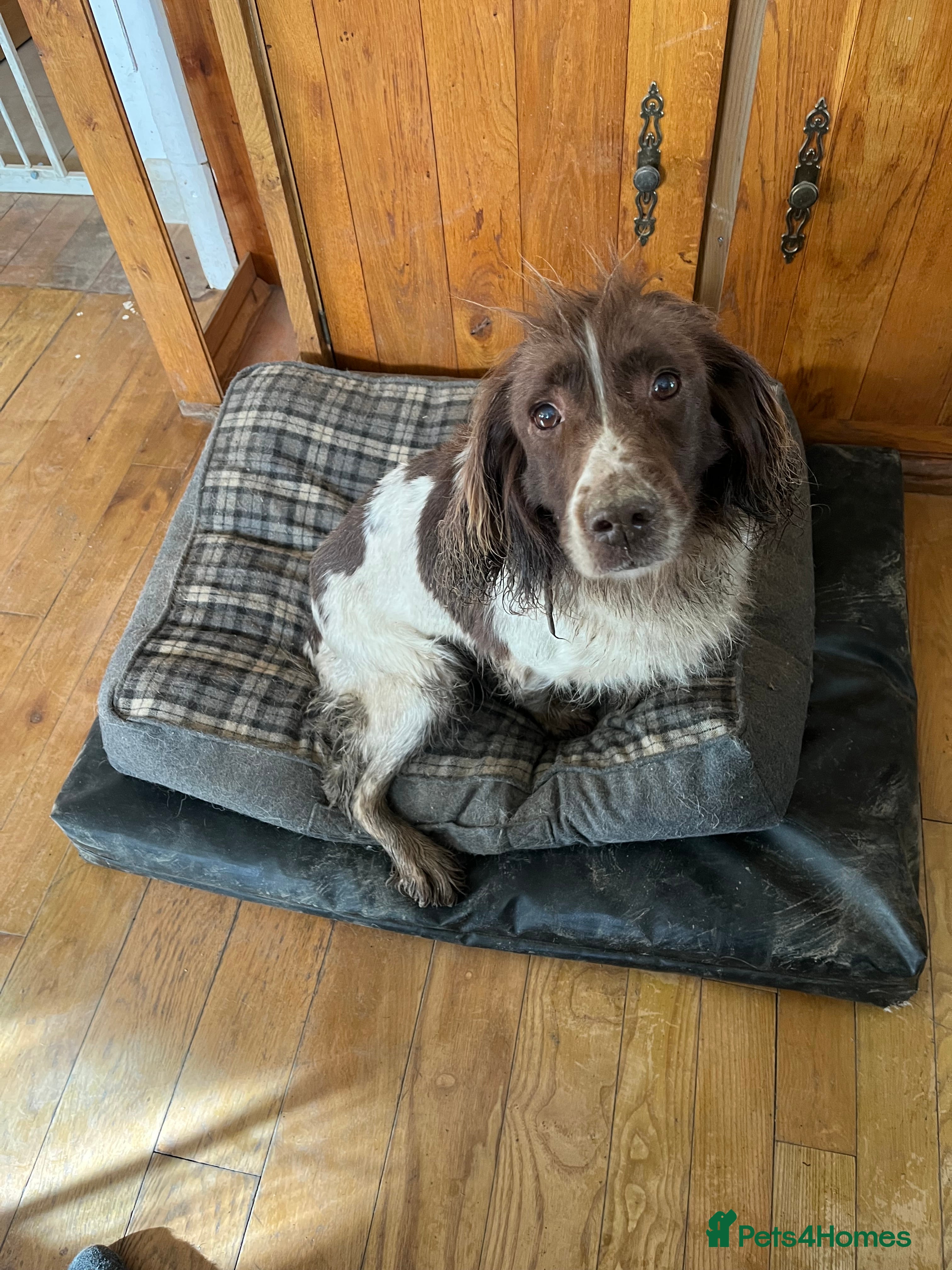 English Springer Spaniel dogs Female spaniel  looking for a retirement home  - Advert 2
