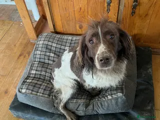 English Springer Spaniel dogs Female spaniel looking for a retirement home - Advert 2