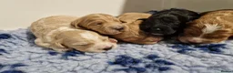 Cockapoo dogs for sale: STUNNING HEALTH TESTED F1 COCKAPOOS READY NOW - Advert 10
