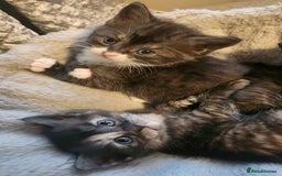 Mixed Breed cats for sale: Half maincoon half domestic tom - Image 10