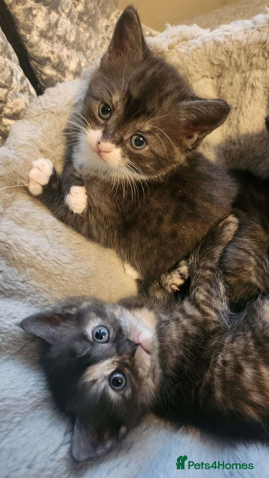 Mixed Breed cats for sale: Half maincoon half domestic tom - Image 10