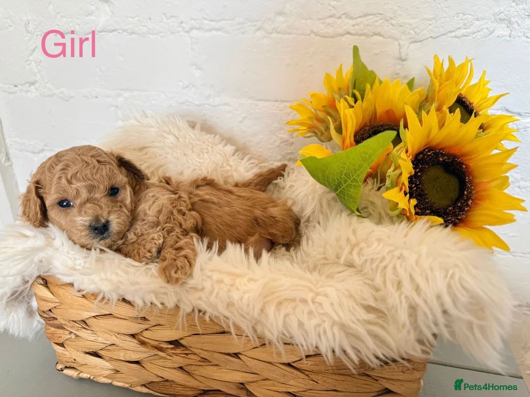 Lhasapoo dogs for sale: Lhasapoo pups (doodles) F1b  - Advert 3