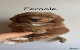 Cavapoo dogs for sale: Beautiful cavapoo puppies ❤️💙 - Image 9
