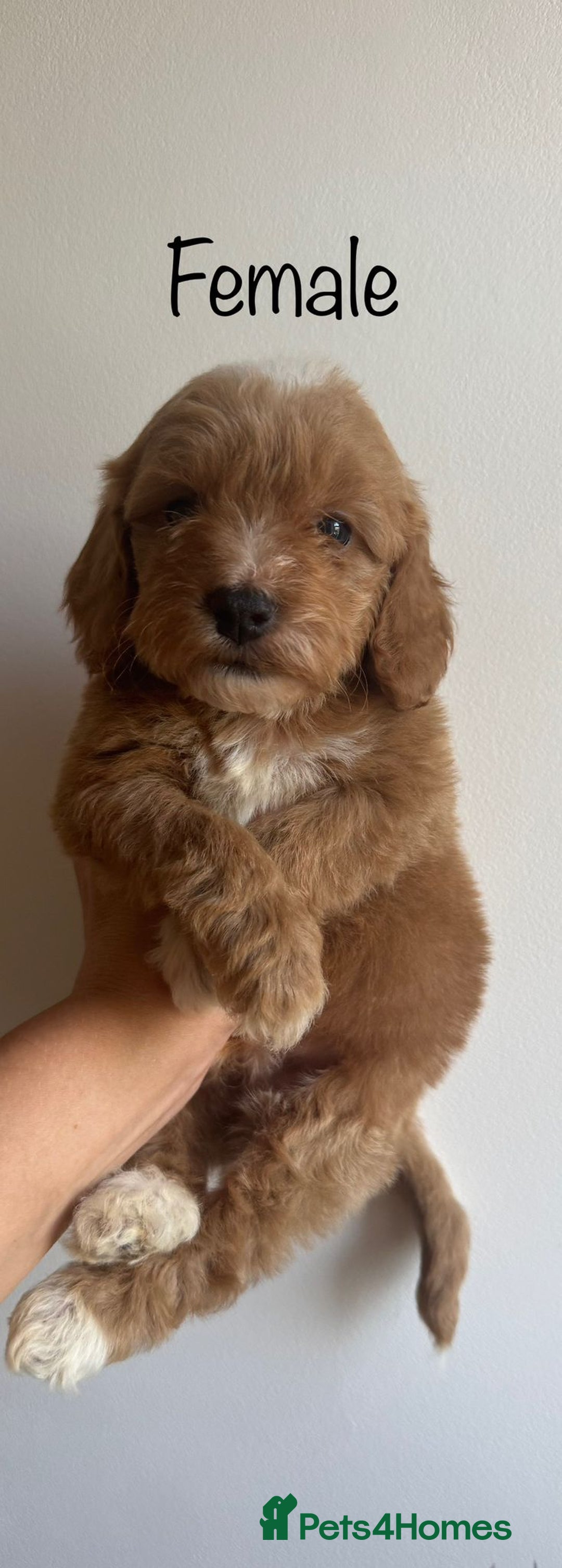 Cavapoo dogs for sale: Beautiful cavapoo puppies ❤️💙 - Image 9