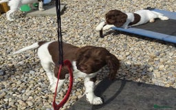 English Springer Spaniel dogs for sale: English Springer Spaniel Puppy 2 - English Springer Spaniel Puppies - Image 32