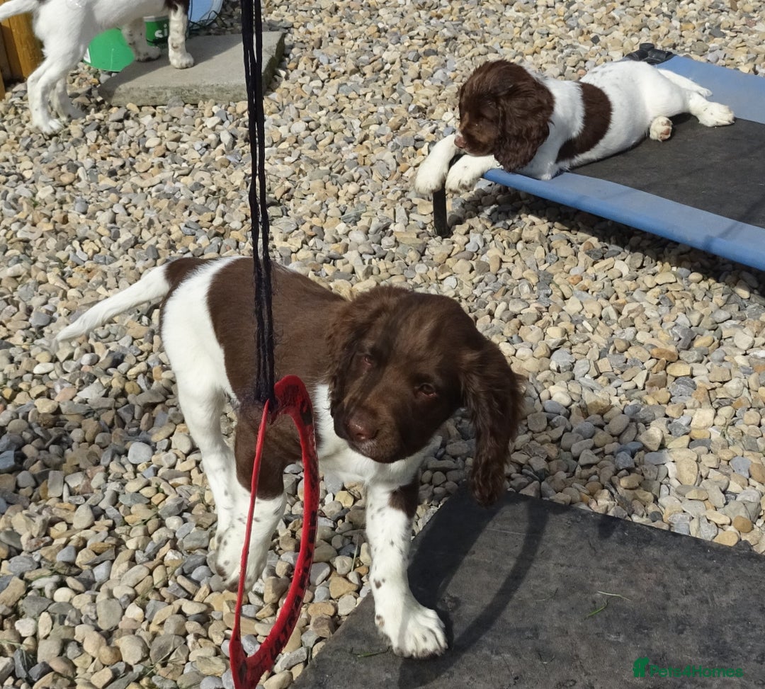 English Springer Spaniel dogs for sale: English Springer Spaniel Puppy 2 - English Springer Spaniel Puppies - Image 32