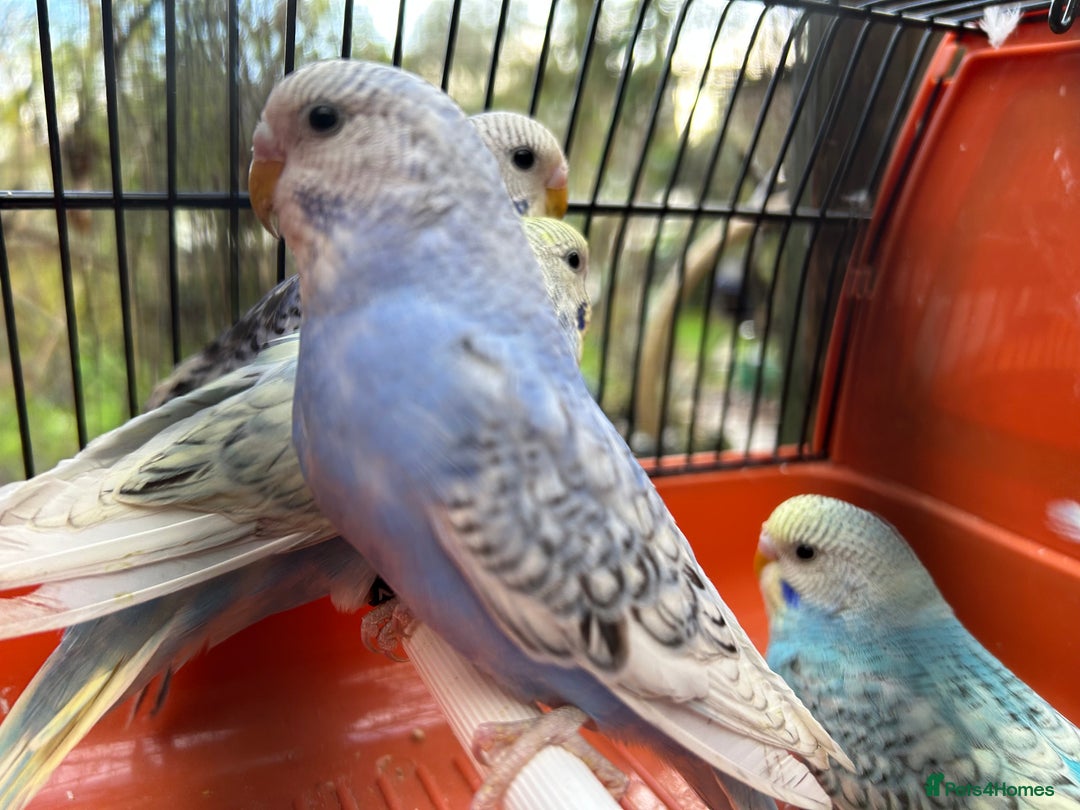 Budgerigars birds for sale: Budgies for sale, all in good health - Advert 13