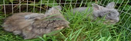 Angora rabbits for sale: Tame Angora Rabbits - Advert 4