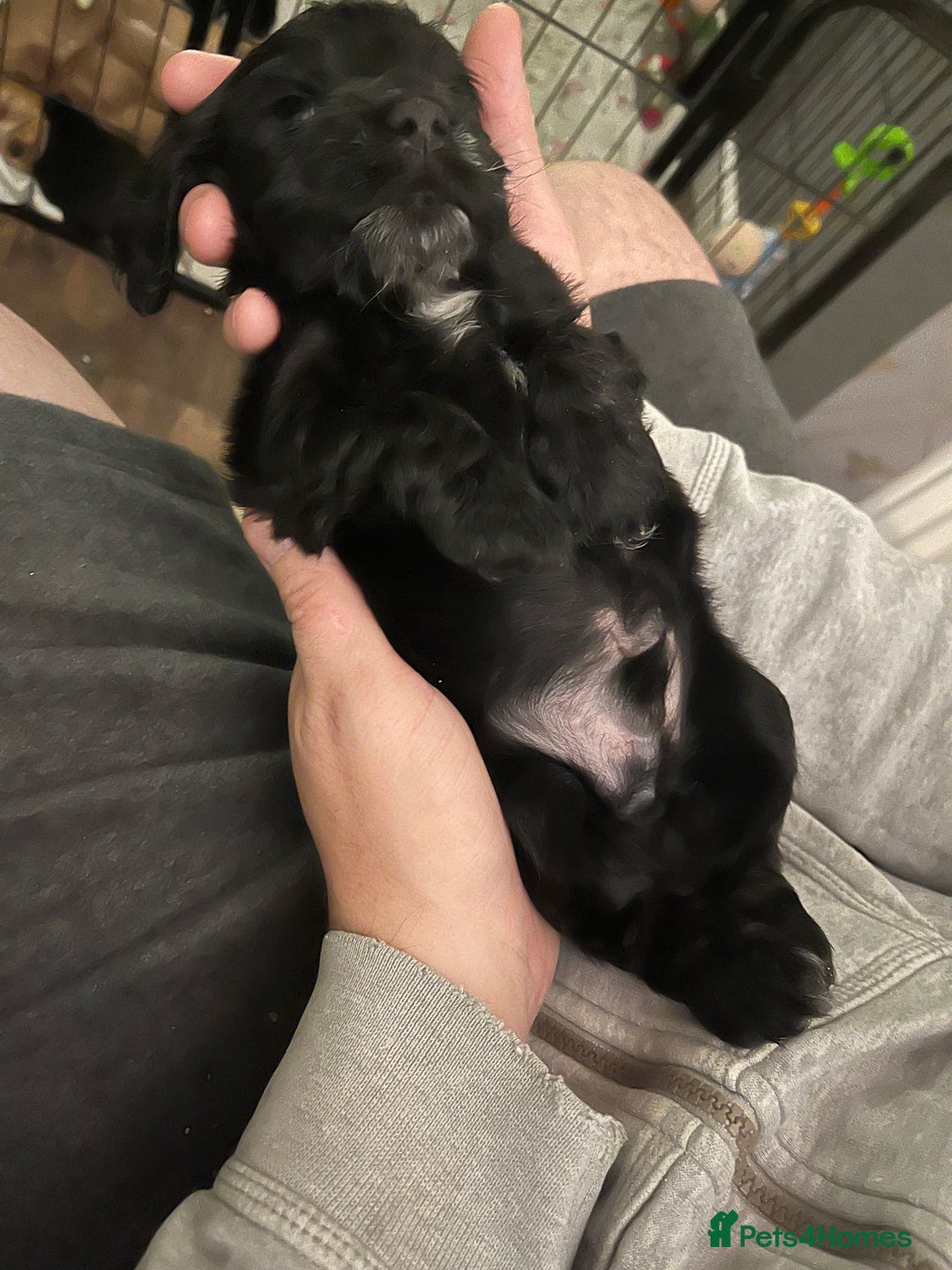 Cocker Spaniel dogs for sale: Stunning KC Reg Show Cocker, health tested mum - Image 6