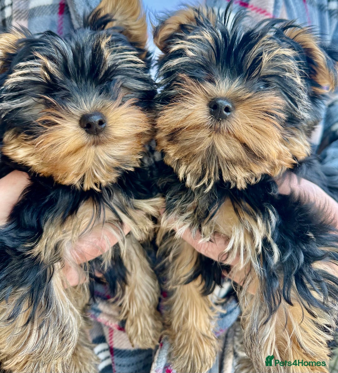 Yorkshire Terrier Best Small Dogs For Seniors With Allergies