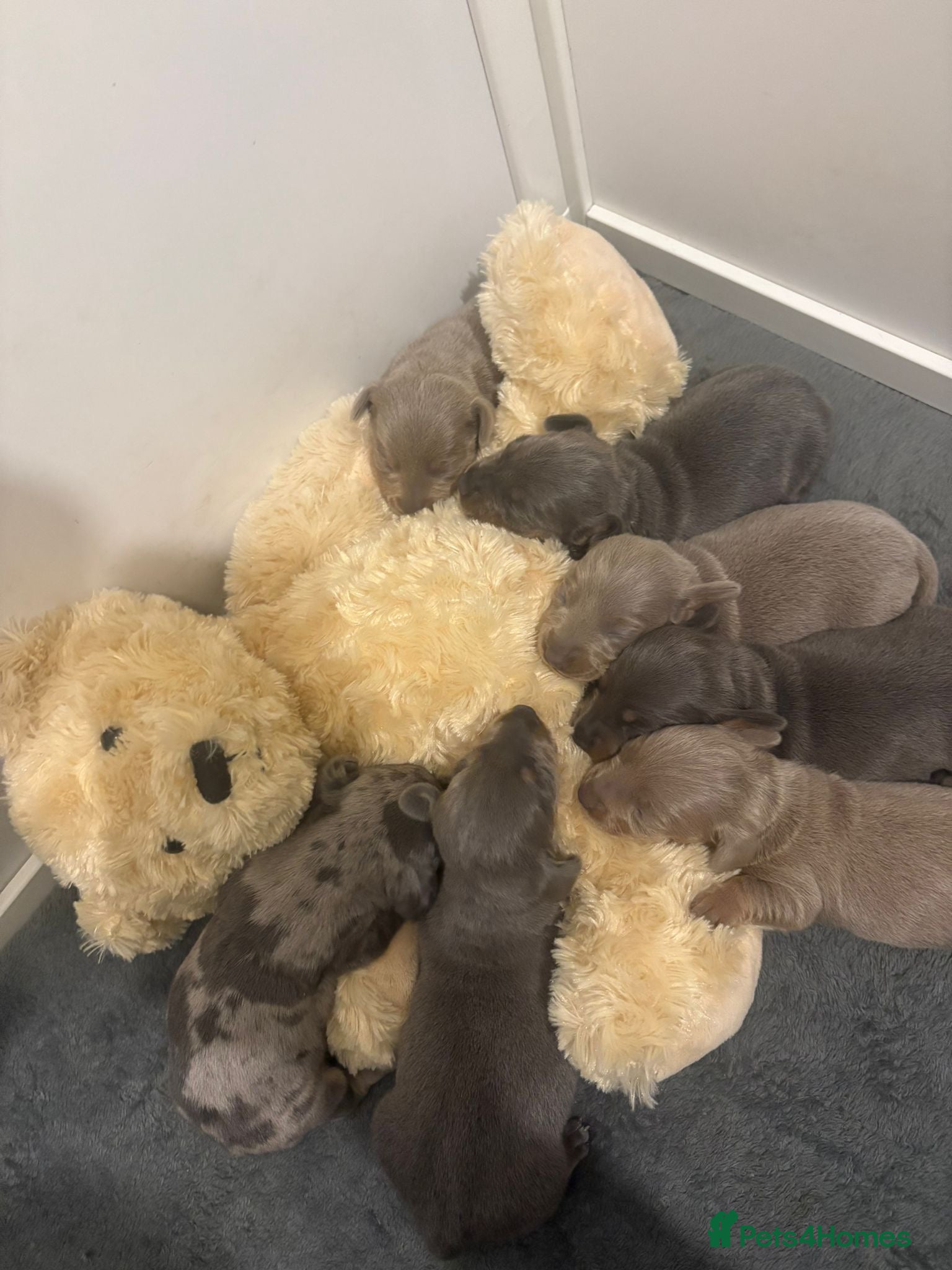 Dachshund dogs Dachshund Puppies for sale  - Advert 11