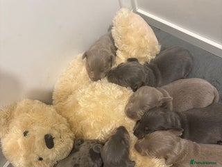 Dachshund dogs Dachshund Puppies for sale - Advert 3